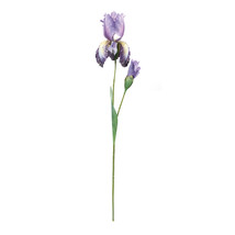 Iris Floral Stem (Set of 2) - $47.12