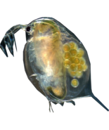 220+ Live Daphnia Magna Freshwater Fleas Tank Raise Cultures live Fish f... - £16.16 GBP