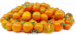 100 Orange Cherry Tomato Heirloom Solanum Lycopersicum Indeterminate See... - $19.98