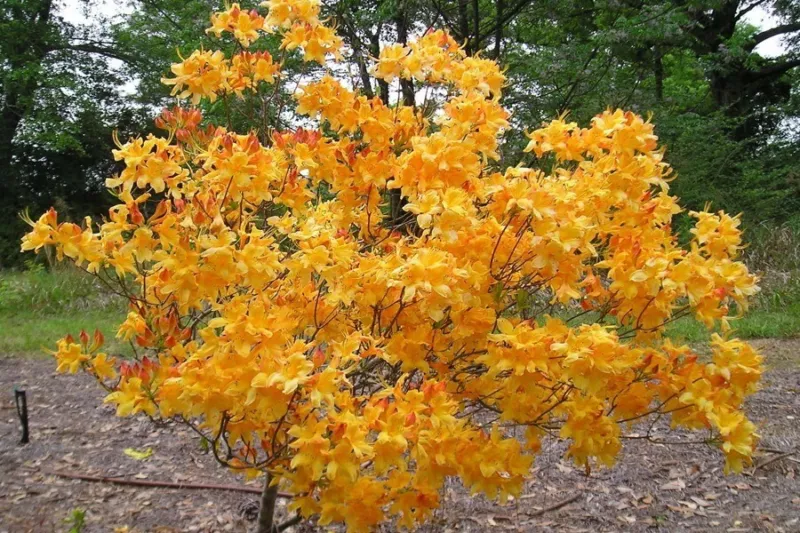 FANTASTIQUE Aromi Azalea Rhododendron Hybrid Well Rooted Plant - £30.78 GBP