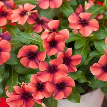 Vinca Papaya Flower Seed For Baskets Containers 100 Seeds USA Fast Shipping - $19.99