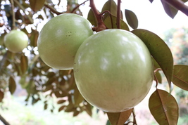 Star Apple Chrysophyllum Cainito (Two Varieties) Tree. Will Fruit Next Year. - £197.53 GBP