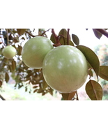 Star Apple Chrysophyllum Cainito (Two Varieties) Tree. Will Fruit Next Y... - £196.58 GBP