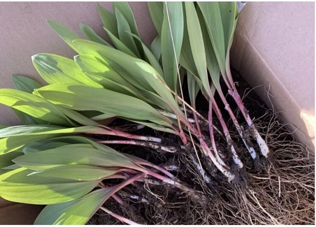 10 Ramps Wild Leeks Organically Grown Bulbs For Planting Allium Bare Root - $35.00