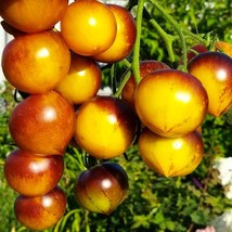 Heirloom Tomato Seeds (H-34 Rot Yellow) - Pack of 5, Vibrant Yellow Tomatoes, Gr - £5.51 GBP