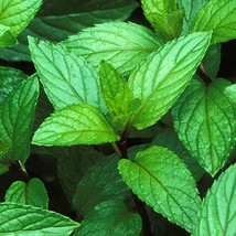 Peppermint Leaf Pepermin (Mentha x piperita), 80 Gram - £14.68 GBP