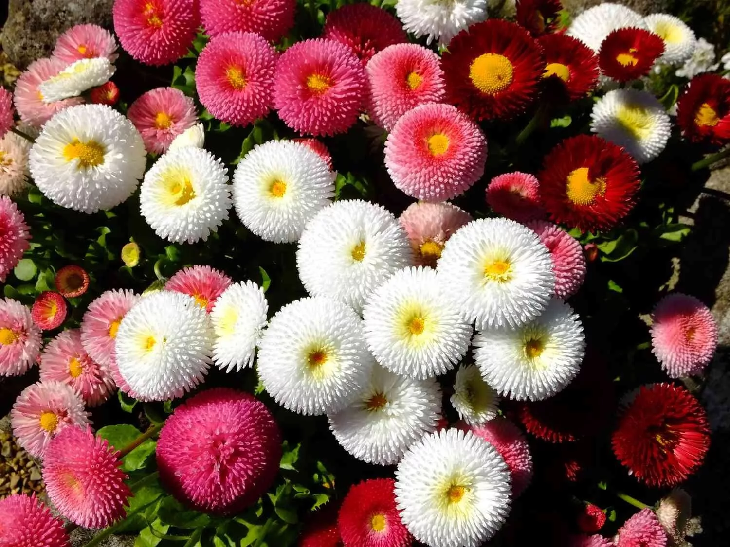 Seeds USA Seller 200 Cupid Mix English Daisy Seeds Planting - $10.96