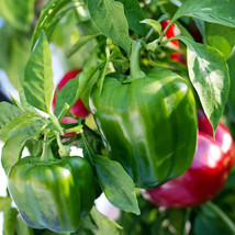 25 Emerald Giant Sweet Pepper Seeds ~ Heirloomseedguy ~ 2024 ~ Nongmo  From US  - £6.60 GBP