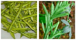 300 Seeds Guar Seeds (Cluster Beans) Easy to Seasons - $31.99