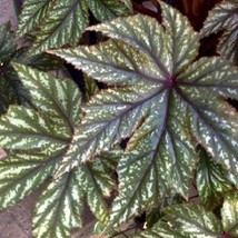 Begonia Seeds 100 Seeds Gryphon White Fresh Seeds USA - £31.29 GBP