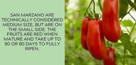 GIB 50 Seeds Easy To Grow San Marzano Tomato Juicy Vegetable Tomatoes - £7.03 GBP