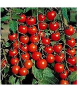 50 Flavor Bomb Cherry Tomato Seeds Fresh Garden USA SELLER - $6.04