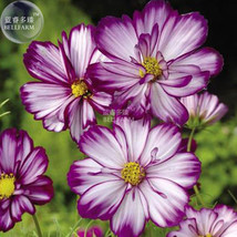 Cosmos Bipinnatus Fizzy Rose Picotee Flower Seeds, 50 seeds, big blooms light fr - £7.50 GBP