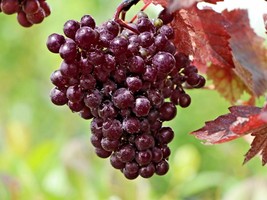 US Seller 10 Purple Leaf Grape Seeds Vitis Vinifera Purpurea Fast Shipping - £11.50 GBP