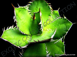 Item image 1 image 1