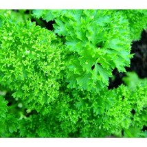 Forest Green Parsley Vegetable Seeds #STN17 - $18.99