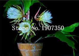 100 Pcs Epiphyllum Anguliger Fishbone Succulent Zig Zag Cactus Hanging Plant Rar - £4.64 GBP