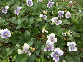 Wild Conderate White With Blue Center Violet Flowers Over 50 Seeds Garde... - $8.97