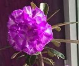 Adenium Desert Rose Seeds White Purple Double Flowers 5-Layers - £7.03 GBP