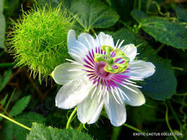 BStore 10 Seeds Store Stinking Passionflower Passiflora Foetida Passionfruit Flo - $15.08