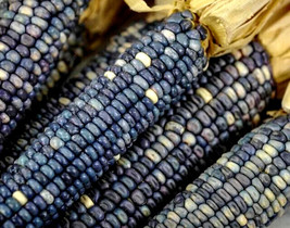 LKS Blue Hopi Indian Sweet Corn 150 Seeds Organic Baking Flour Corn Seed... - $9.49 CAD