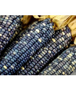 LKS Blue Hopi Indian Sweet Corn 150 Seeds Organic Baking Flour Corn Seed... - $6.92