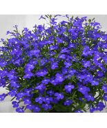 100 seeds, Lobelia seeds, annual - $5.00