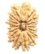 16 Mukhi Rudraksha / Sixteen Face Rudraksh - Nepal - 21.81 mm - IGL Cert... - $17,279.81 MXN