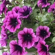 US Seller 1000+ Indigo Twilight Petunia Seeds Perennial Flowers Seed - $7.69