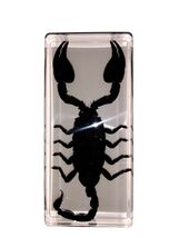 Vintage Black Scorpion In Resin Paperweight Rectangle 5.5” X 2.5” X .5” - $230.34 MXN