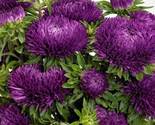 Aster (Callistephus Tall Double Gremlin) Dark Violet 50 Flower Seeds - £6.39 GBP