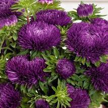 Aster (Callistephus Tall Double Gremlin) Dark Violet 50 Flower Seeds - £6.24 GBP