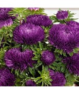 Aster (Callistephus Tall Double Gremlin) Dark Violet 50 Flower Seeds - $7.98