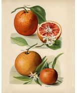 12857.Poster print.Room Wall design.Vintage garden fruit.Oranges.Kitchen... - $16.20+