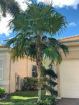 THJAR Thrinax radiata | Broad or Florida Thatch Palm | 10 Seeds - $53.31 MXN