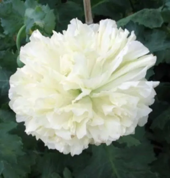 Top Seller 250 White Cloud Peony Poppy Papaver Peoniflorum Flower Seeds - $14.60
