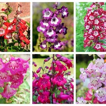 100 Sensation Mix Penstemon Hartwegii Beardtongue Mixed Colors Two Tone Red Pink - £11.98 GBP