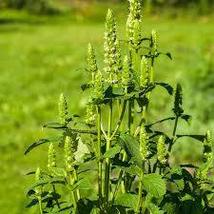 Yellow Giant Hyssop Seeds Agastache Nepetoides 1000 Seeds For Planting | Native - $17.00
