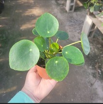 Pilea Peperomioides | Chinese Money Plant | UFO Plant | Peperomia Plant ... - $277.82 MXN