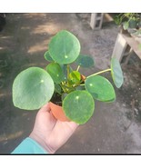 Pilea Peperomioides | Chinese Money Plant | UFO Plant | Peperomia Plant ... - $20.58 CAD