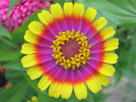 SGHOST 50 Carousel Mix Zinnia Elegans Carrousel Whirligig Mixed Colors Flower Se - £7.80 GBP