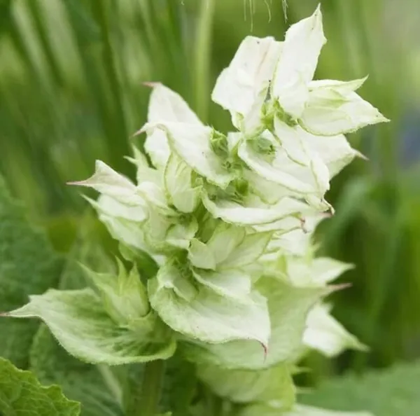 Fresh White Swan Clary Sage Flower Seeds For Planting (100 Seeds) Garden - £21.90 GBP