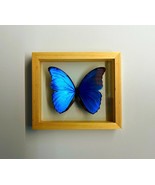 Largest Blue Morpho Specimen Finest A+ Quality - $1,161.73 MXN