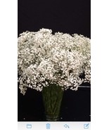 Fresh babys breath - $64.99