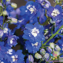 PWO 200+ Magic Fountains Mid Blue And White Bee Delphinium Seeds - ! - £4.91 GBP