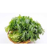 LKS 1000 Chrysanthemum Greens Oasis Seedsshungikutong Haocúc Tần Ô Home ... - $12.09