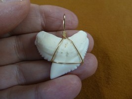 (S6-32) 1-3/8&quot; White TIGER SHARK Tooth gold wired pendant sharks necklace - £62.86 GBP