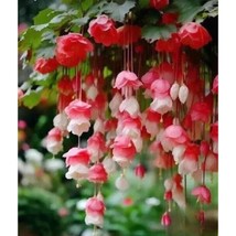 25+ Red &amp; White Weeping Begonia Seeds – Stunning Flowers for Garden Beauty - $16.50