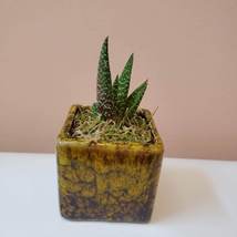 Live Succulent in Planter, Yellow Black Ceramic Pot with Gasteria Carinata image 5