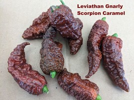 SEEDS- Hot Trinidad Scorpion Peppers- 3 Colors 5 Super Spicy Varieties t... - $5.69+